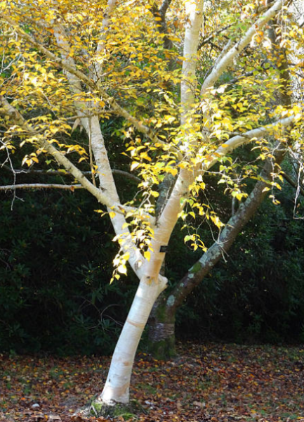 Bouleau de l’Himalaya ‘Jacquemontii’