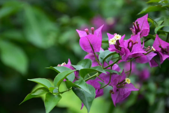 Bougainvillier glabre ‘Sanderiana’