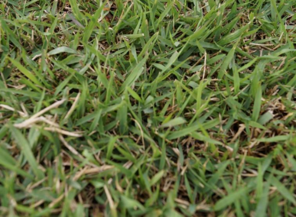 ZOYSIA JAPONICA