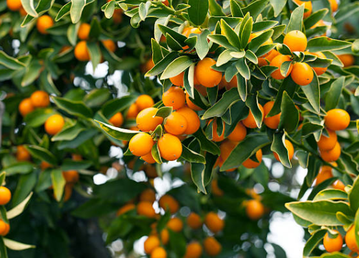 Kumquat