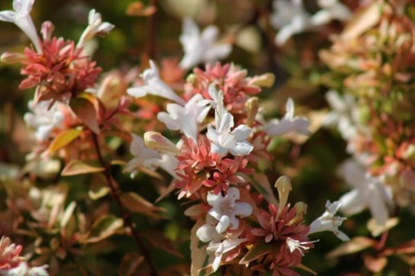 Abélie à grandes fleurs