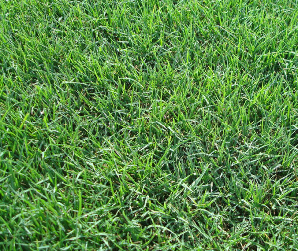 BERMUDA GRASS