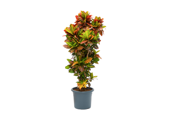 Croton variegatum petra