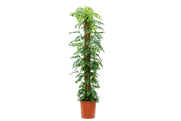Monstera – Faux Philodendron