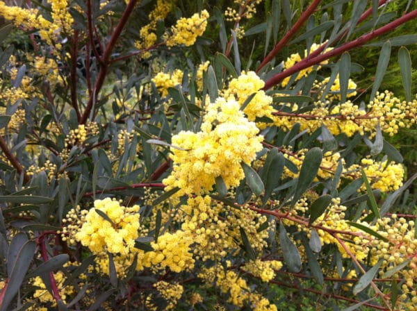 Acacia retinoides ‘Glauca’