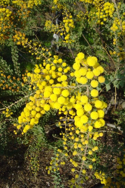 Mimosa à feuilles rondes