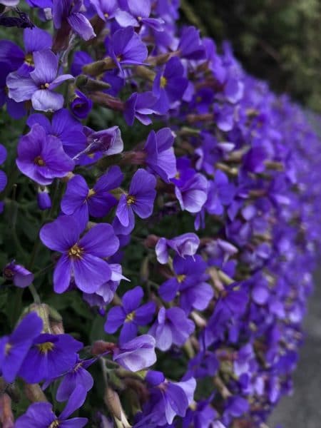 Aubriète deltoïde