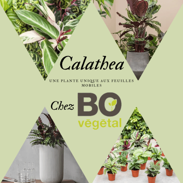 Calathea, une plante unique aux feuilles mobiles !