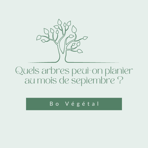 Quels arbres peut-on planter au mois de septembre ?