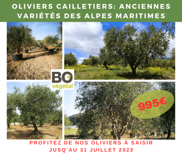 Offre à saisir sur nos oliviers cailletiers