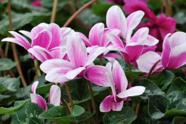 Cyclamen