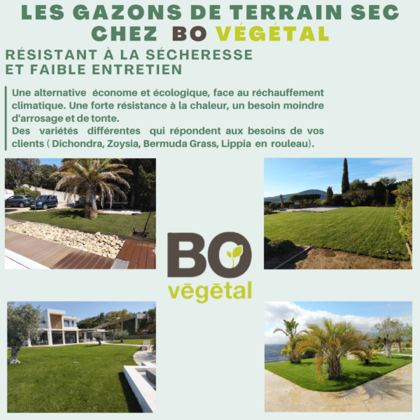 Le gazon de terrain sec : Une solution durable pour un jardin verdoyant et économe