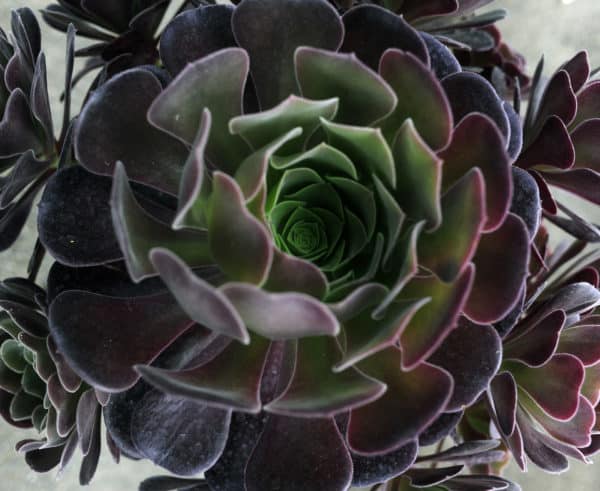 Aeonium