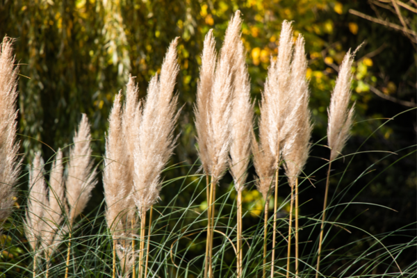 Herbe de la Pampa