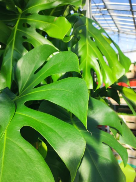 Monstera – Faux Philodendron