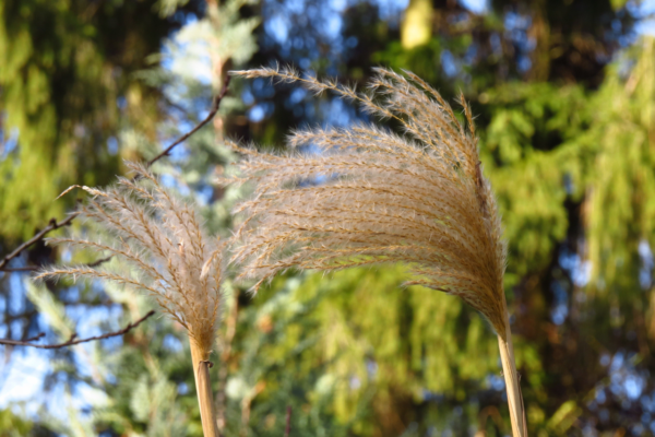 Miscanthus