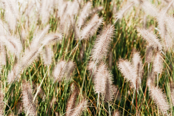 Pennisetum