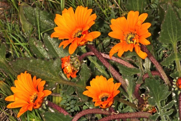 Arctotis Acaulis