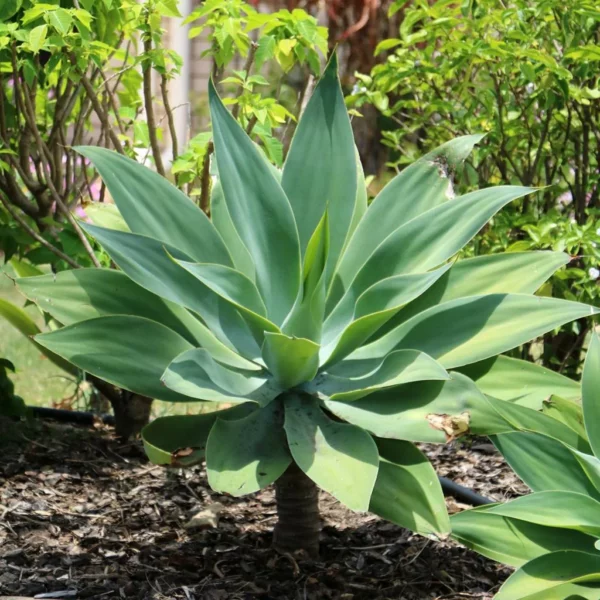 Agave à cou de cygne