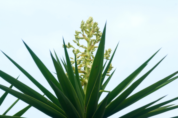 Yucca pied d’éléphant