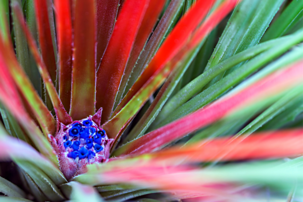 Fascicularia bicolor