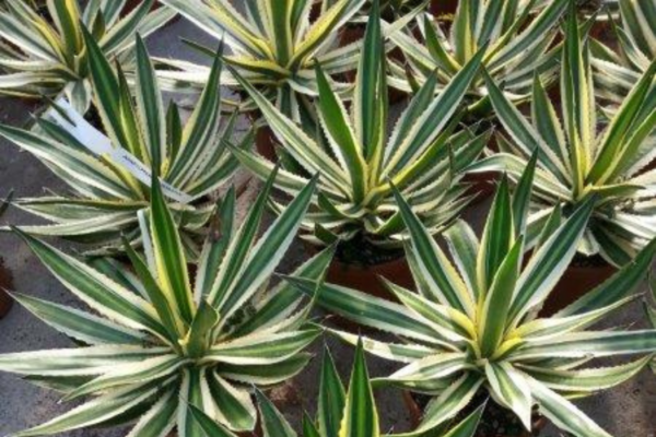 Agave d’Amérique