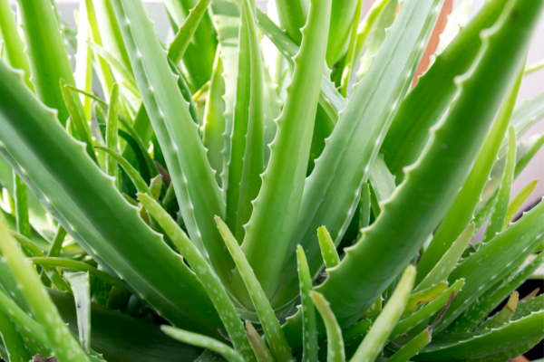 Aloes des Barbades