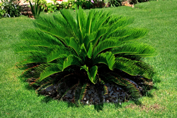 Cycas du Japon