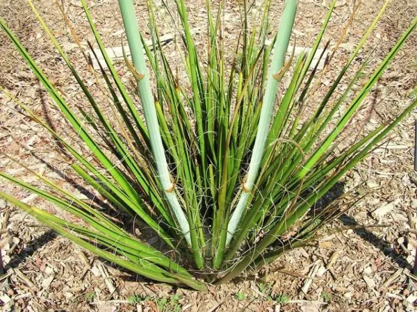 Hesperaloe parviflora