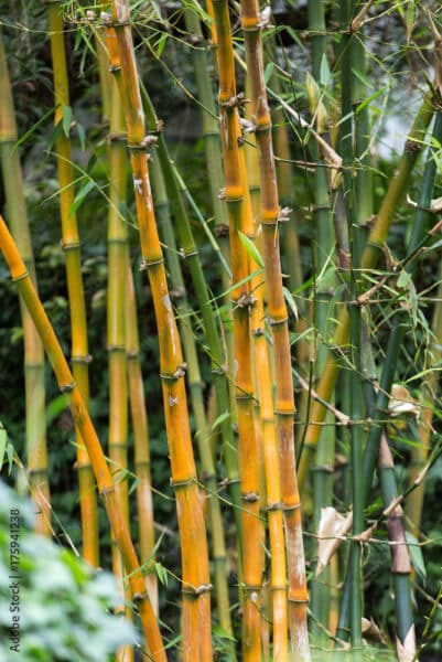 Bambou des Incas