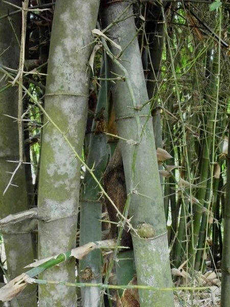 Bambou épineux