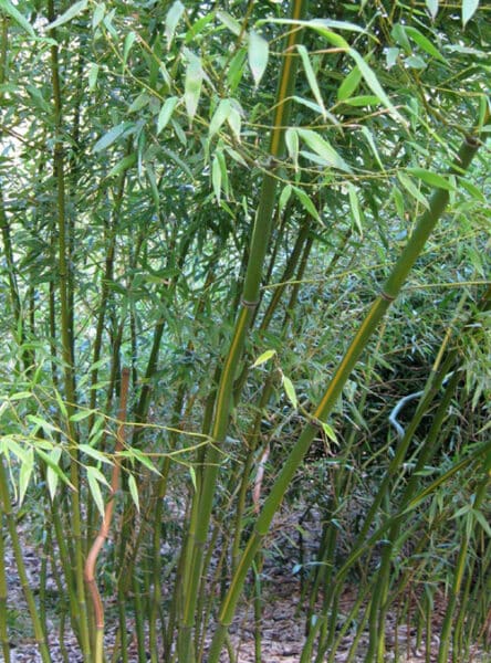 Phyllostachys arcana Luteosulcata