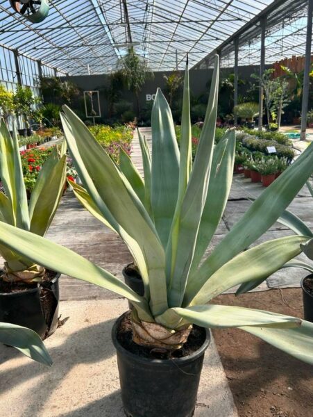 Agave de Weber