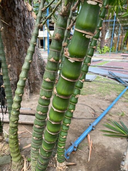 Bambou ventre de bouddha