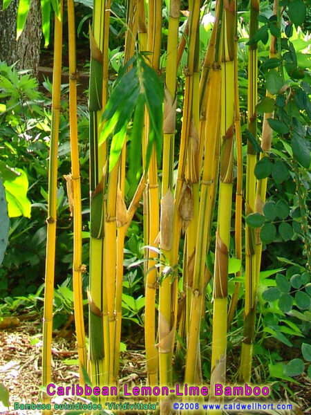 Bambou citron