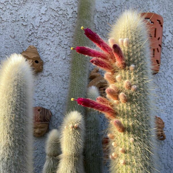 Cactus à poils d’araignée