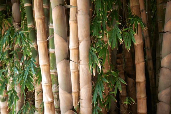 Bambou de Hamilton