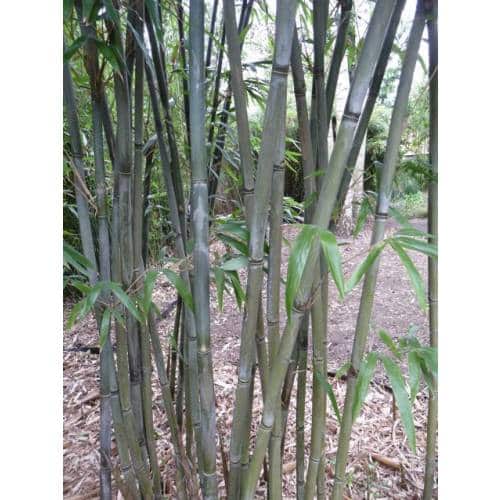 Bambou argenté