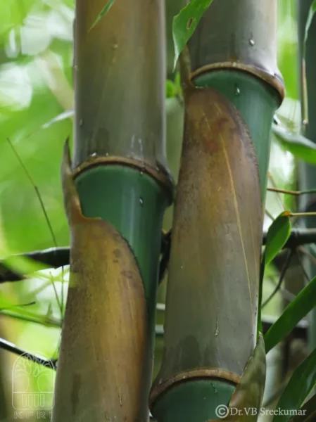 Bambou balcooa