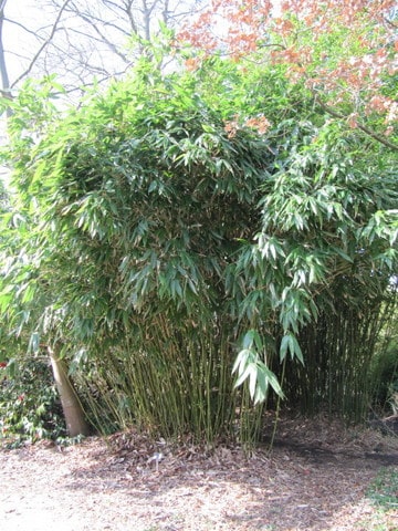 Hibanobambusa tranquillans shiroshima