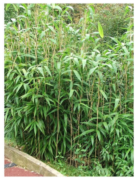 Bambou flèche