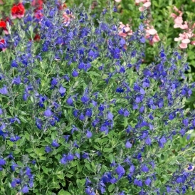 Salvia de Gregg