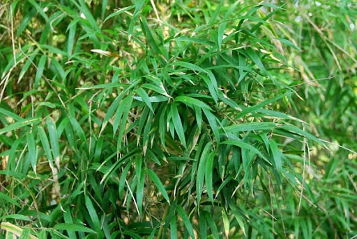 Bambou du Népal