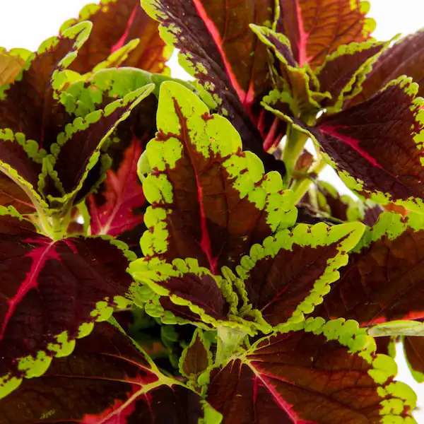 Coleus