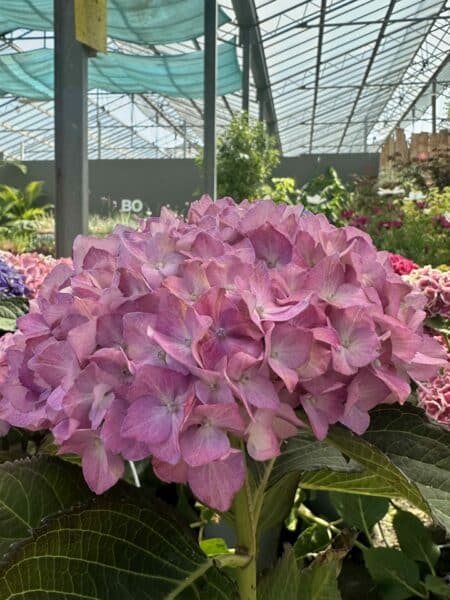 Hortensia