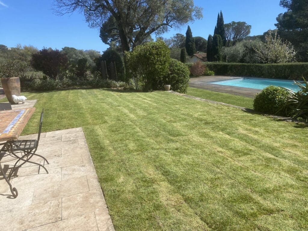 Bermuda grass californien en plaque