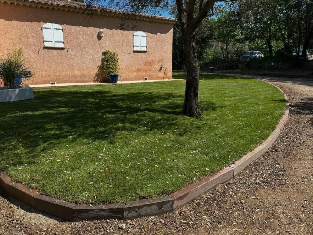 Bermuda grass californien en plaque