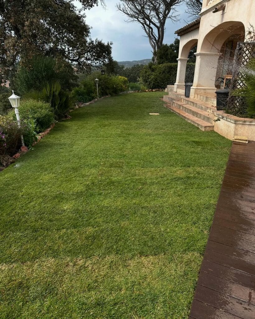 Bermuda grass californien en plaque
