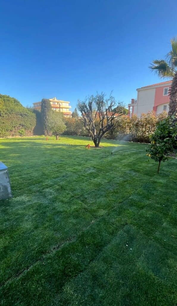 Bermuda grass californien en plaque