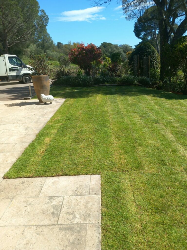 Bermuda Grass californien posé